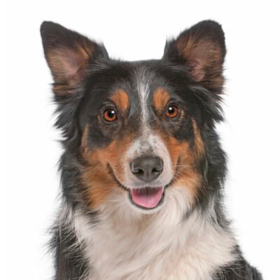 Custom Pet Portrait