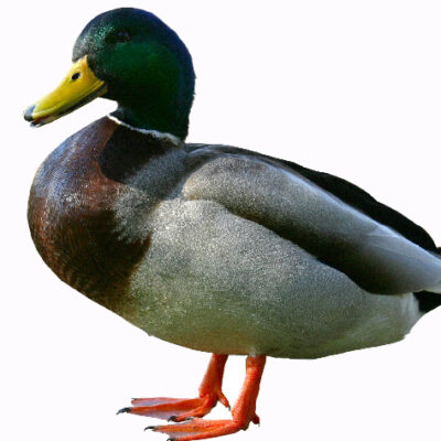 Pencil sketch Duck illustration