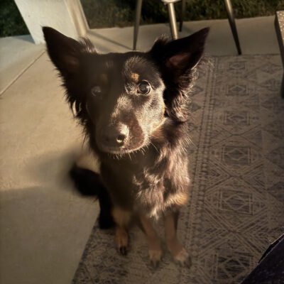 Hand-Drawn Pet Portrait