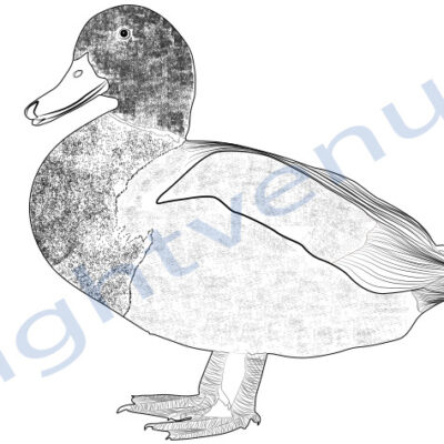 Pencil sketch Duck illustration